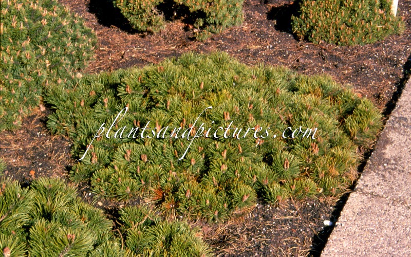 Pinus mugo ‘Krauskopf’