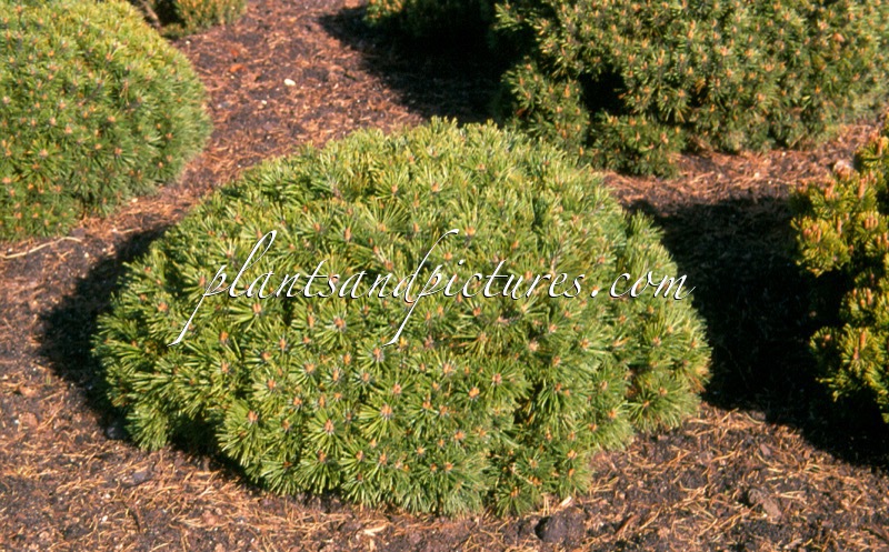 Pinus mugo ‘Echiniformis’