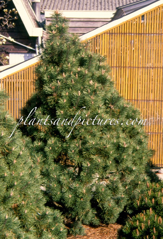 Pinus mugo ‘Columbo’