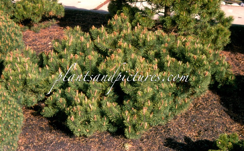 Pinus mugo ‘Dunajec’