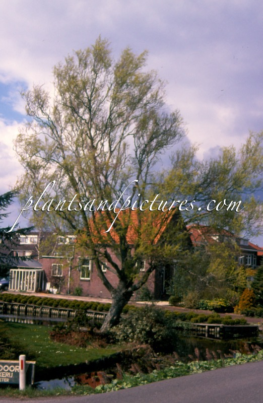 Salix babylonica ‘Tortuosa’