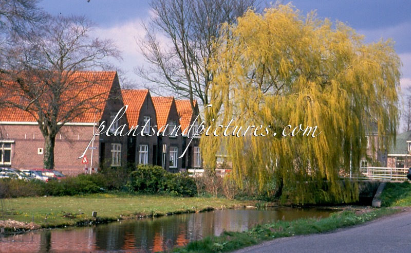 Salix sepulcralis ‘Chrysocoma’