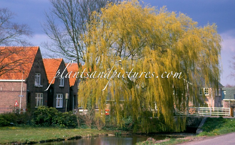 Salix sepulcralis ‘Chrysocoma’