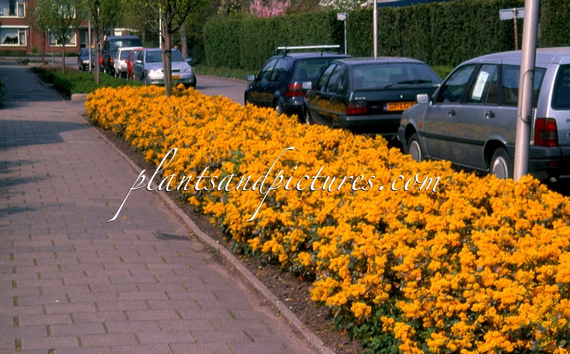 Mahonia aquifolium ‘Apollo’