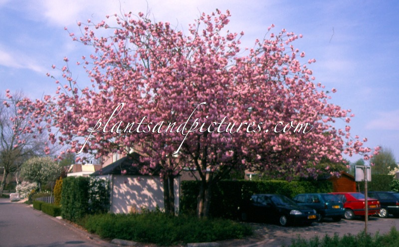 Prunus serrulata ‘Kanzan’