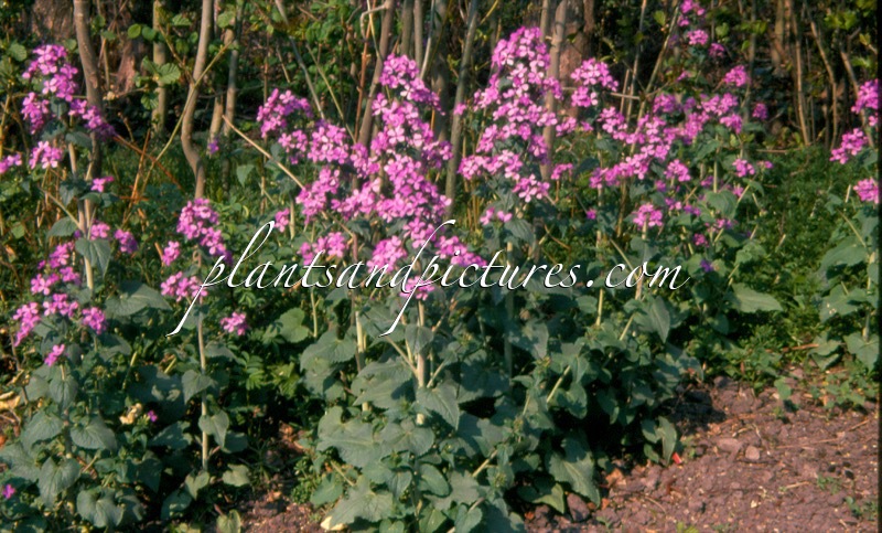 Lunaria annua