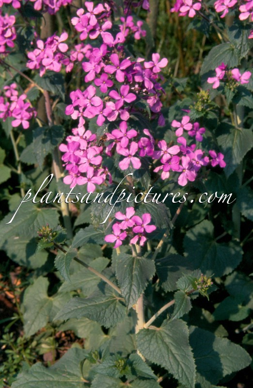 Lunaria annua