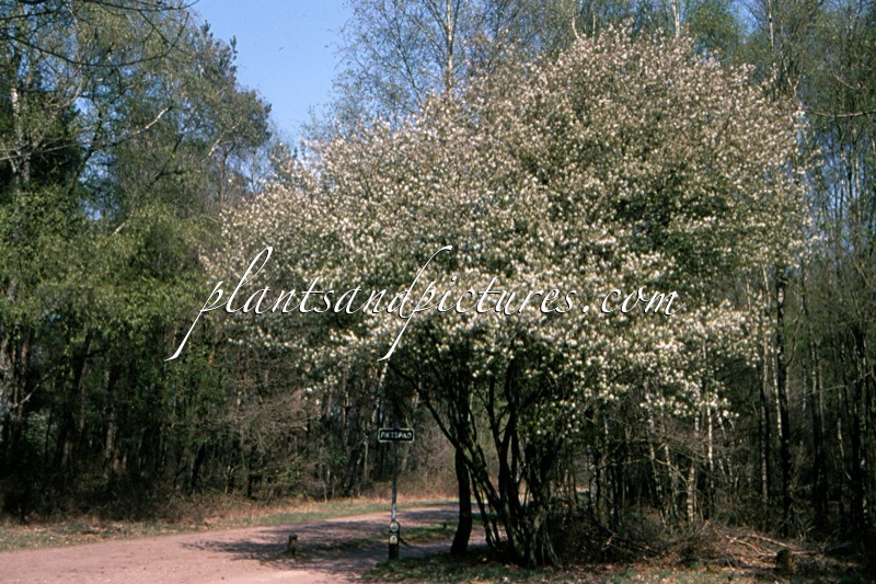 Amelanchier lamarckii