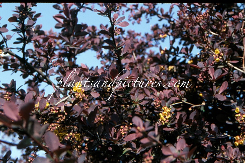 Berberis thunbergii ‘Atropurpurea’