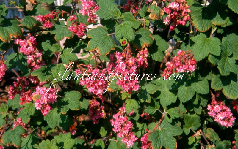 Ribes sanguineum ‘Plenum’