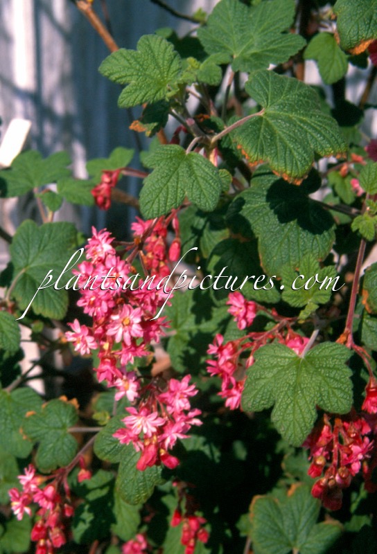 Ribes sanguineum ‘Plenum’