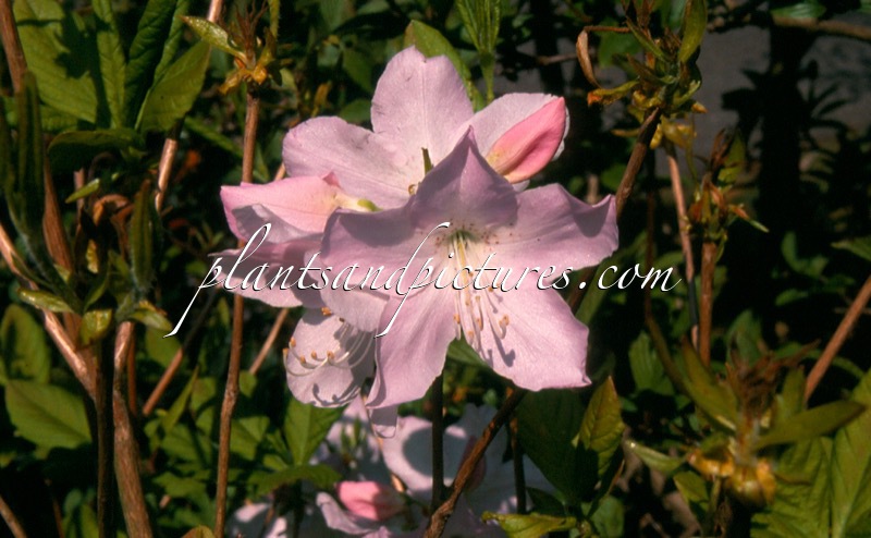 Rhododendron schlippenbachii