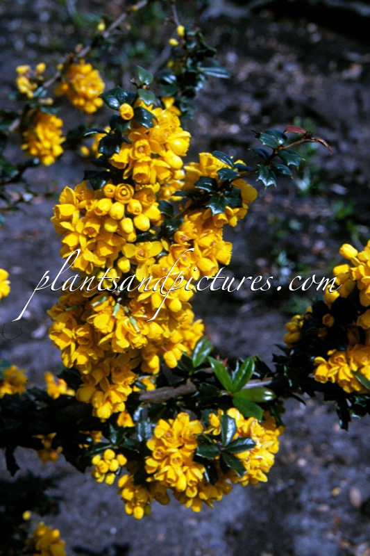 Berberis darwinii