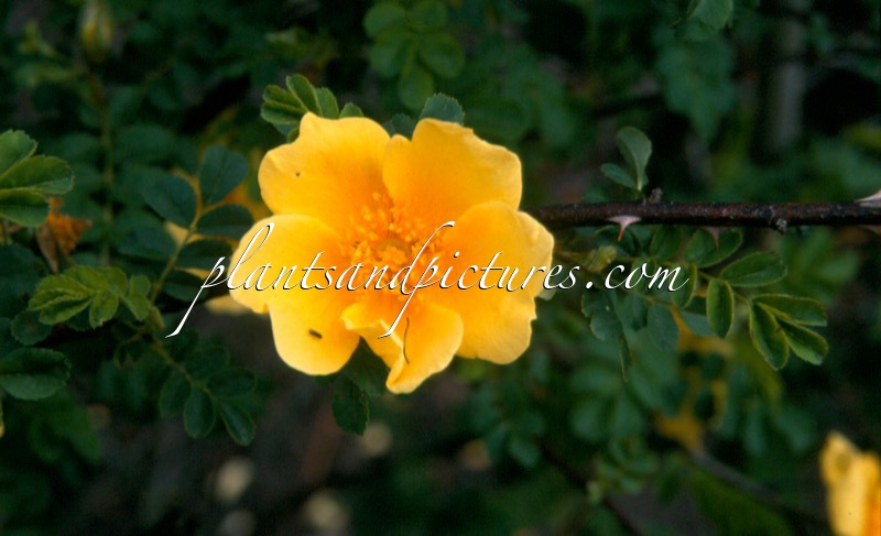 Rosa ‘Canary Bird’