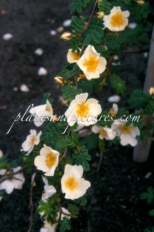 Rosa sericea f. pteracantha