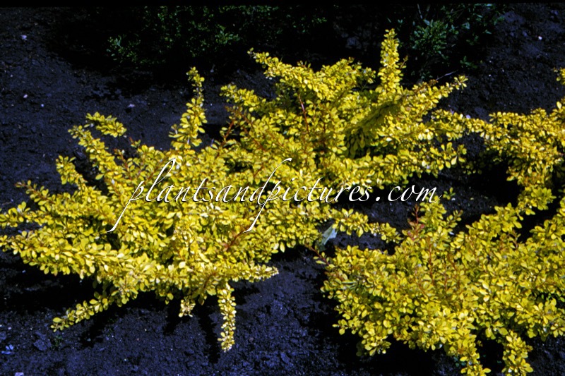 Berberis thunbergii ‘Golden Carpet’