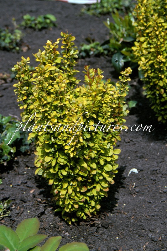 Berberis thunbergii ‘Golden Rocket’