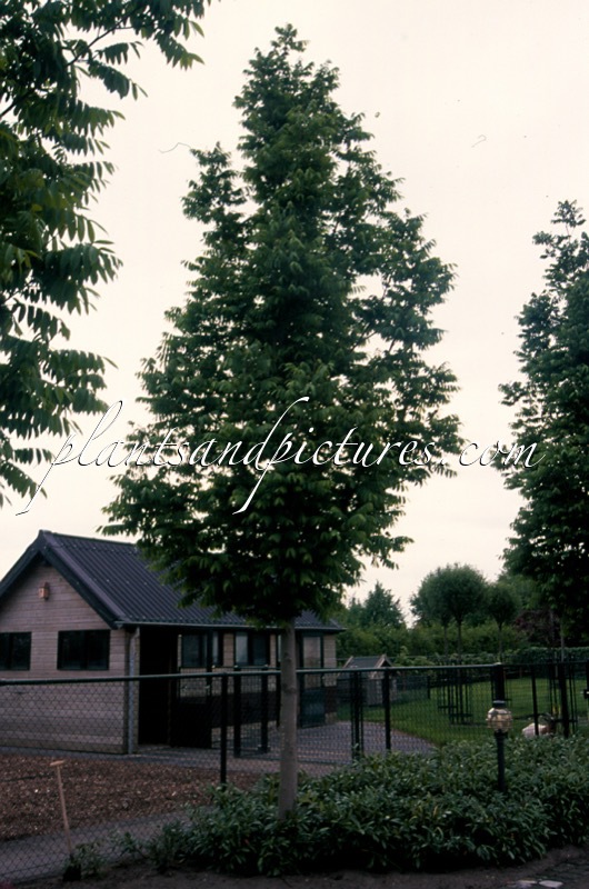 Pterocarya rhoifolia ‘Bokravention’ (KYOTO CONVENTION)