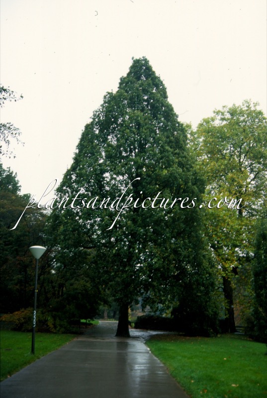 Quercus robur ‘Fastigiata’