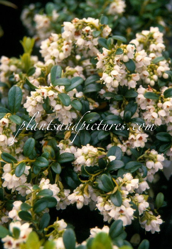 Vaccinium leucocarpum