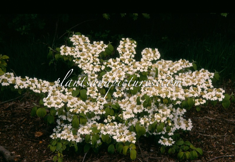 Viburnum plicatum ‘Mariesii’