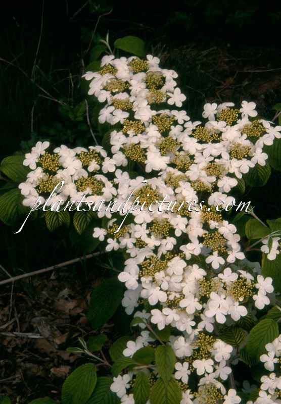Viburnum plicatum ‘Mariesii’
