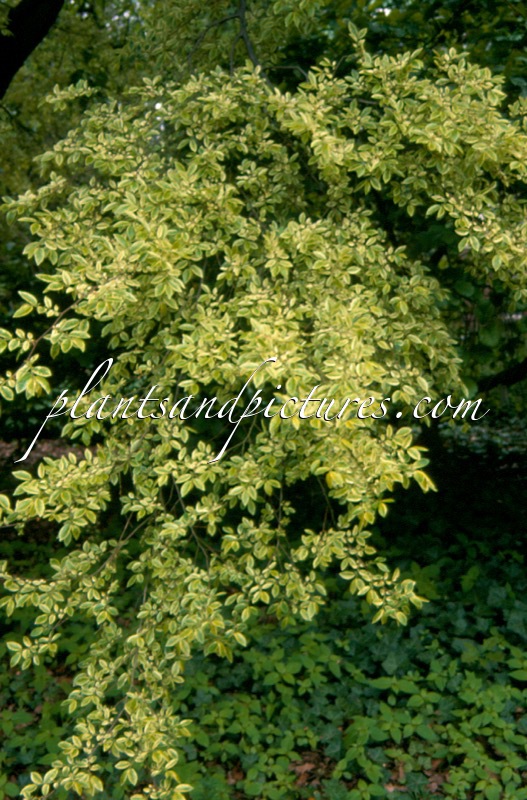 Ulmus parvifolia ‘Geisha’