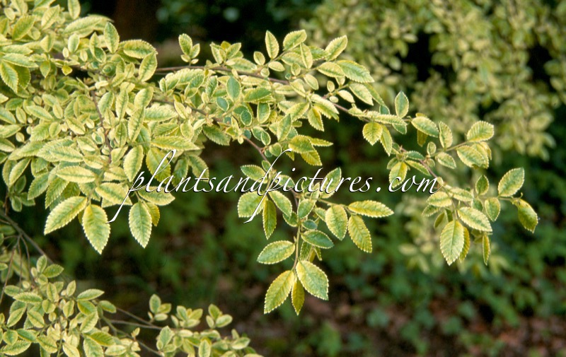 Ulmus parvifolia ‘Geisha’