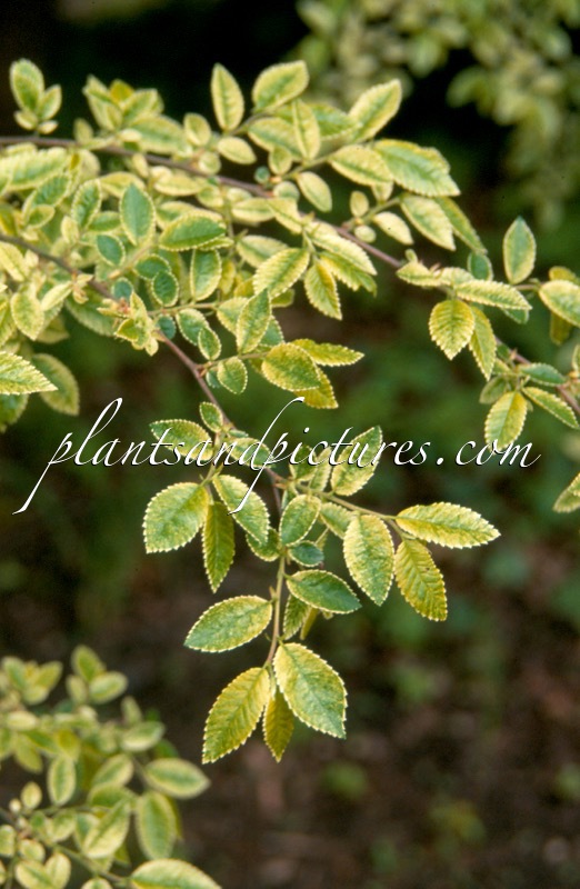 Ulmus parvifolia ‘Geisha’