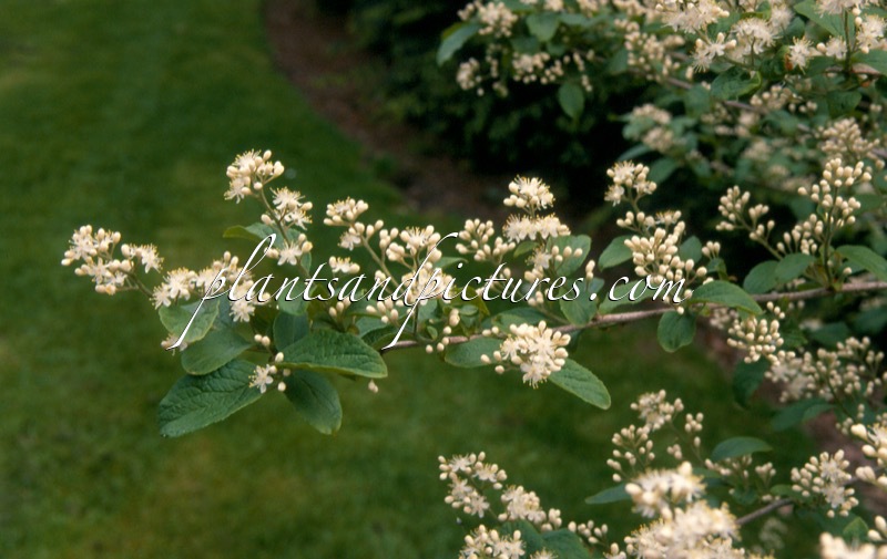 Symplocos paniculata