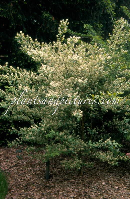 Symplocos paniculata