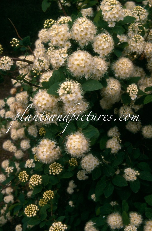 Spiraea media