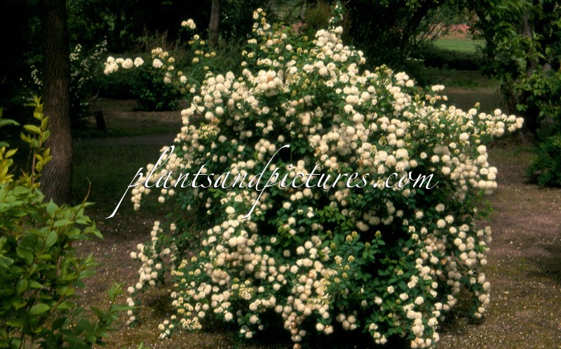 Spiraea media