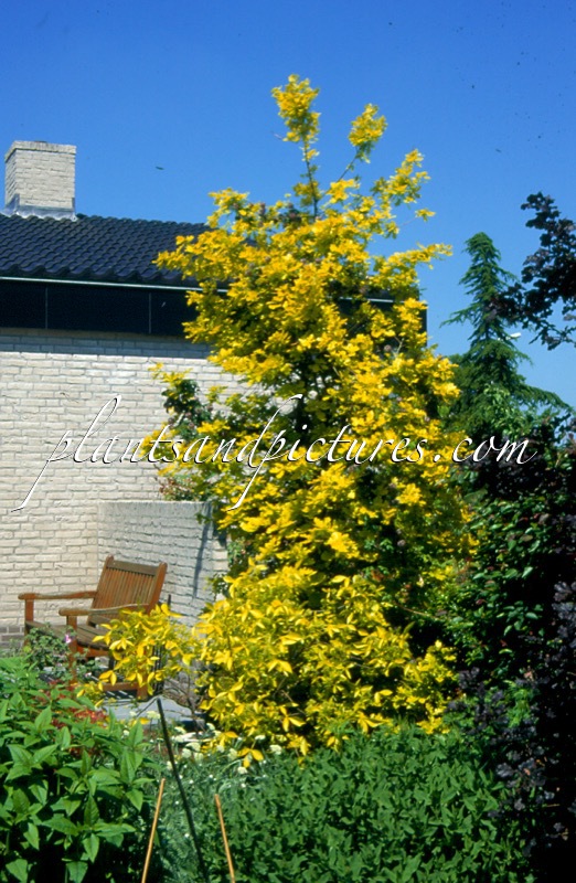 Quercus robur ‘Concordia’