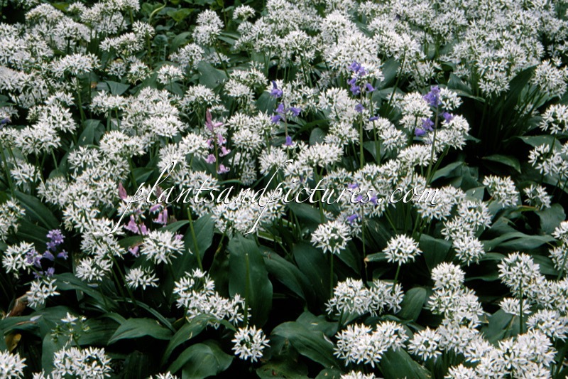 Allium ursinum