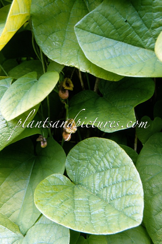 Aristolochia macrophylla