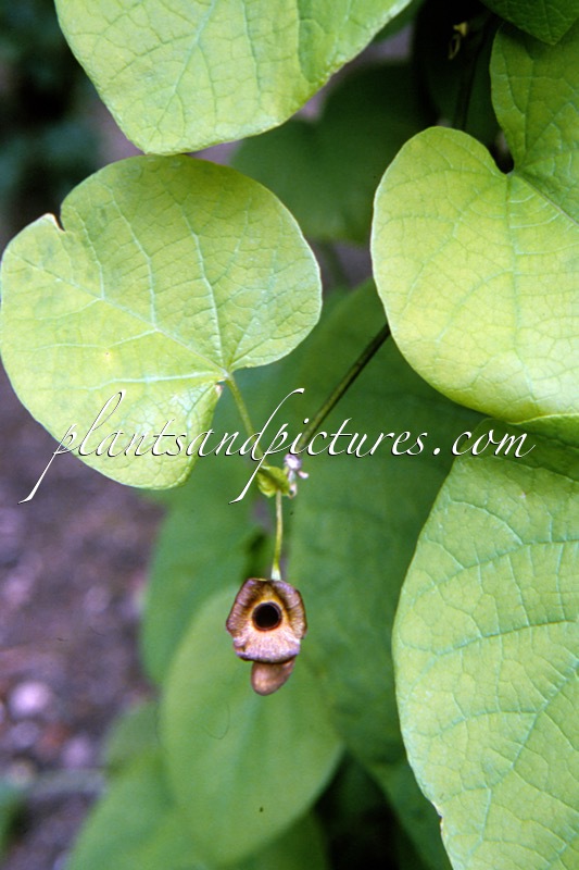 Aristolochia macrophylla