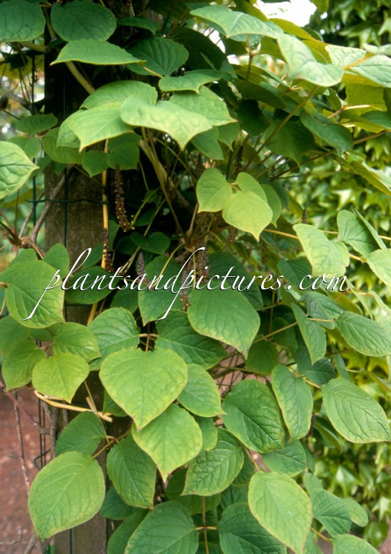 Sinofranchetia chinensis