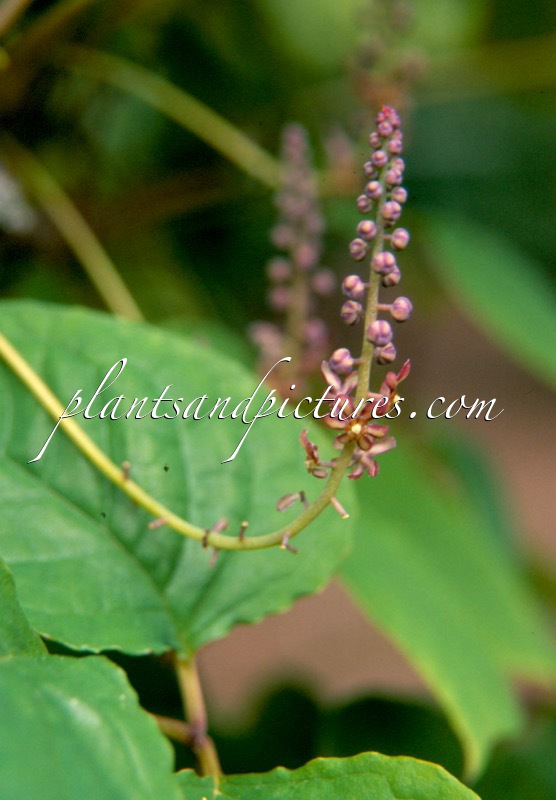 Sinofranchetia chinensis