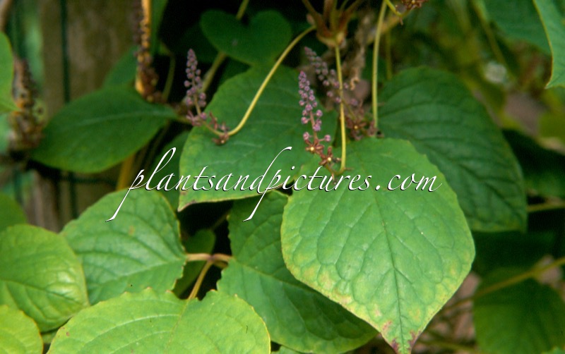 Sinofranchetia chinensis