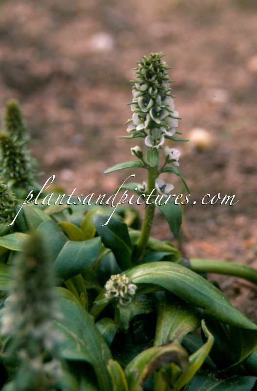 Veronica waldsteiniana