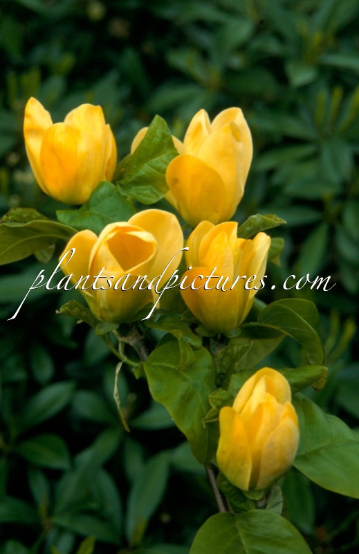 Magnolia brooklynensis ‘Yellow Bird’