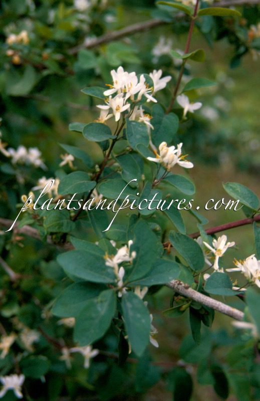 Lonicera tatarica ‘Alba’