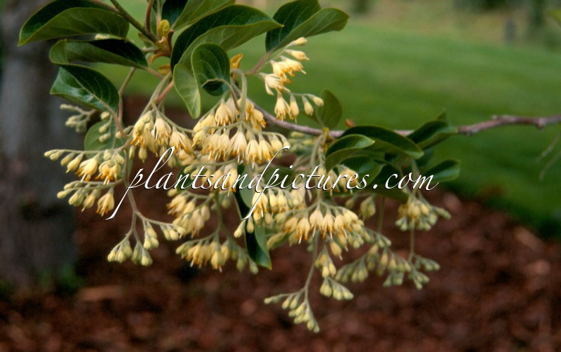 Pterostyrax corymbosus