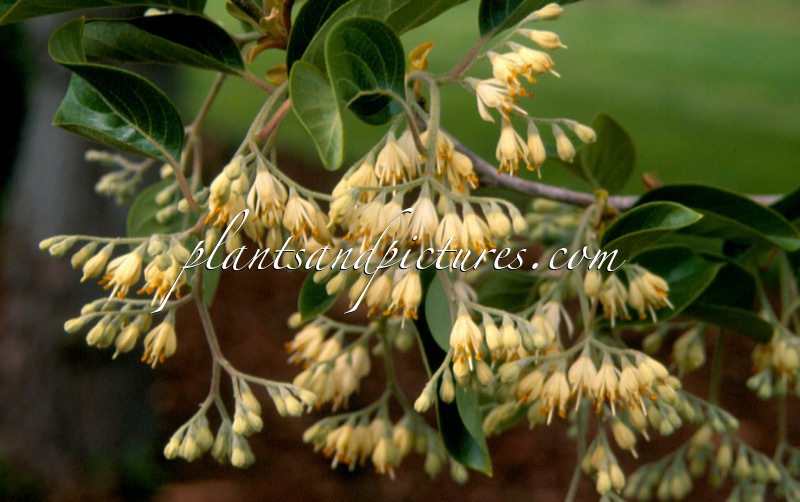 Pterostyrax corymbosus