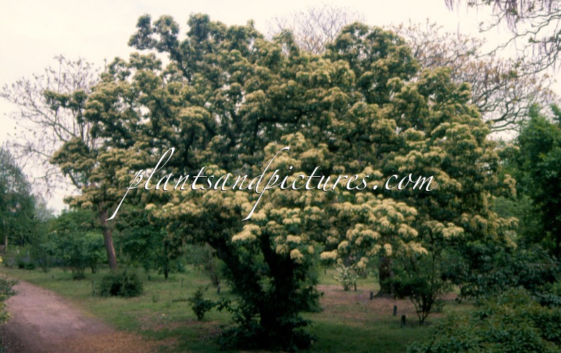 Viburnum sieboldii