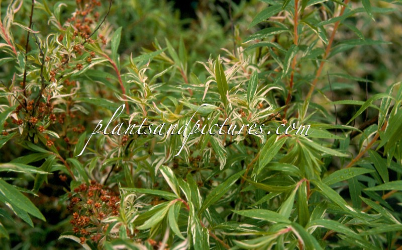 Spiraea thunbergii ‘Mount Fuji’