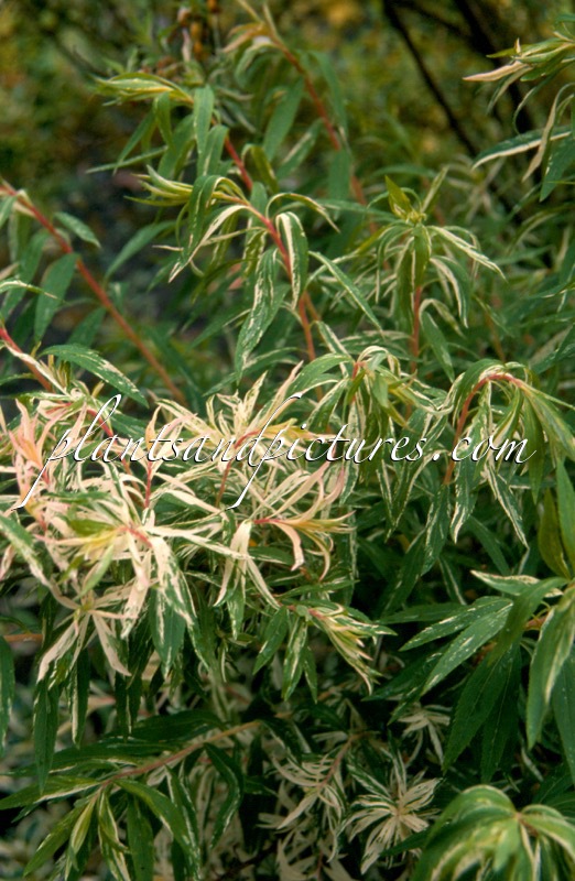 Spiraea thunbergii ‘Mount Fuji’