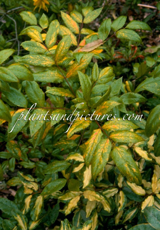 Mahonia aquifolium ‘Versicolor’