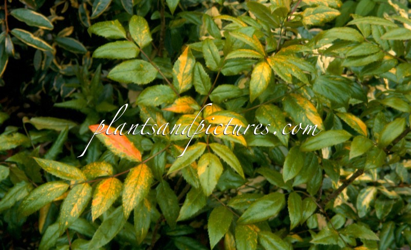 Mahonia aquifolium ‘Versicolor’